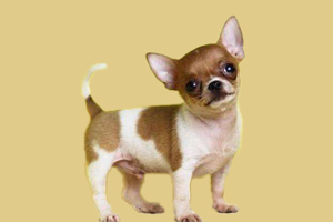 吉娃娃可以吃什么主食