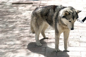 如何给哈士奇刷牙