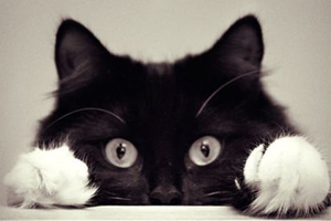 猫咪的屎什么样是健康