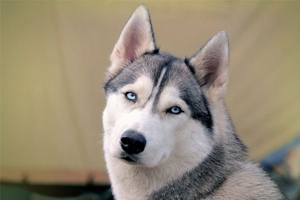 哈士奇不爱吃饭怎么办