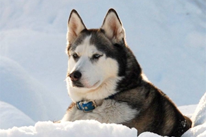 哈士奇不爱吃狗粮怎么办