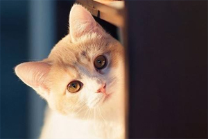 猫咪躲着不出来怎么办