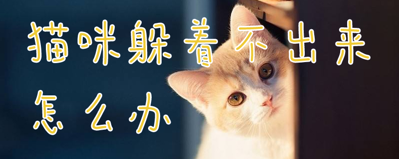 猫咪躲着不出来怎么办