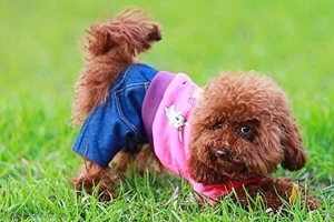 怎样为贵宾犬洗澡