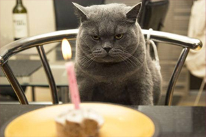 猫咪上火怎么办