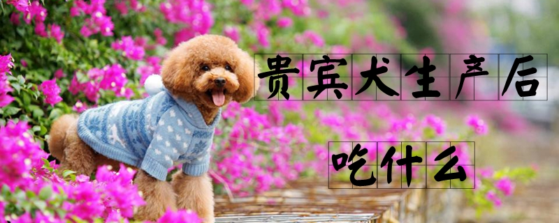 貴賓犬生產後吃什麼