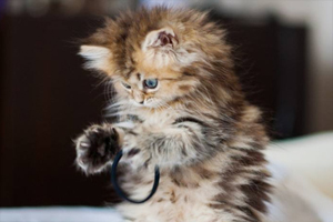 猫咪炸毛是什么意思