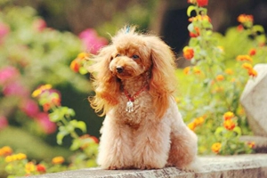 怎样给贵宾犬洗澡