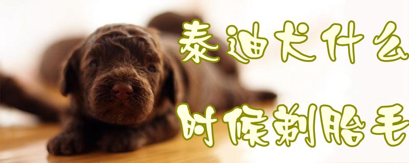 泰迪犬什么时候剃胎毛1