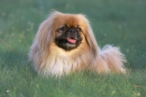 北京犬的饲养方法是怎样