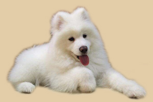 萨摩耶的特点是什么