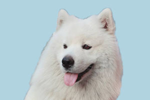 萨摩耶吃什么肉