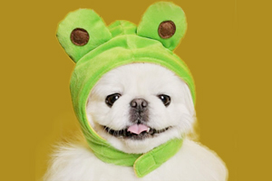 京巴怎么看纯不纯