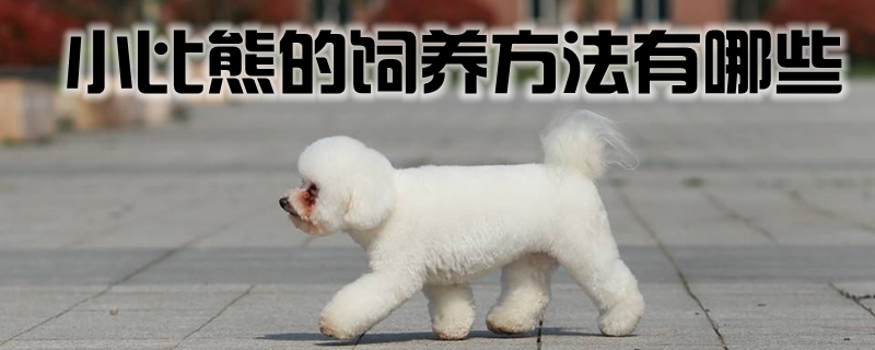 小比熊的饲养方法有哪些