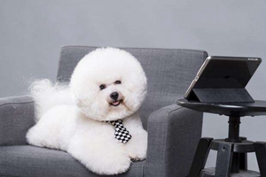 小比熊的饲养方法有哪些