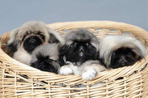 京巴犬怎么看年龄