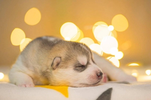 如何让哈士奇听话