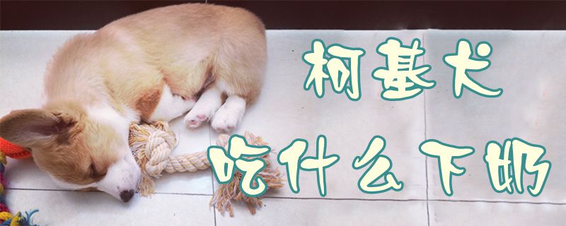 柯基犬吃什麼下奶1