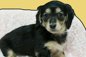 腊肠犬幼犬怎么养