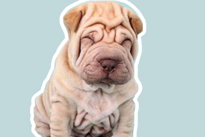 沙皮狗怎么清洗