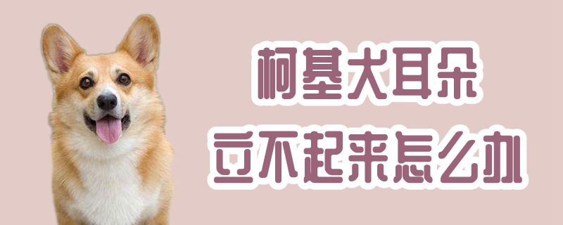 柯基犬耳朵立不起来怎么办