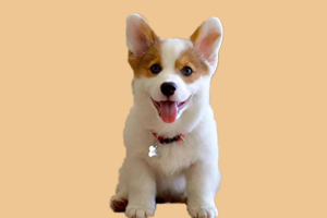 纯种柯基犬如何挑选