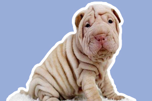 沙皮狗怎么看纯不纯