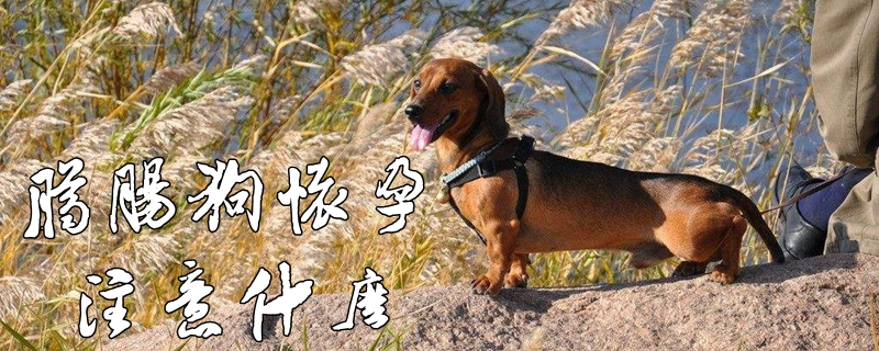 臘腸犬懷孕注意什麼