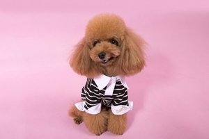 小泰迪换牙要注意什么