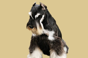 雪纳瑞喜欢吃什么零食