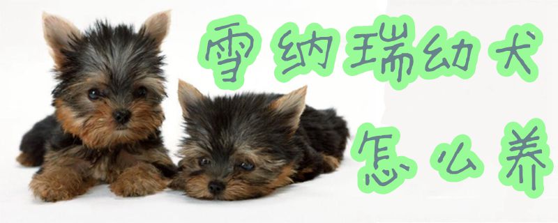 雪纳瑞幼犬怎么养1