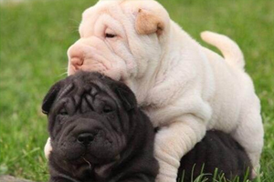 沙皮犬幼犬怎么养