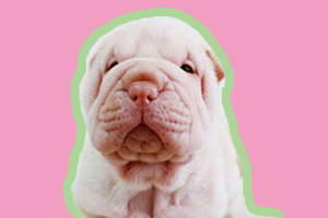 沙皮狗幼犬吃什么