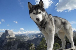 哈士奇掉毛厉害怎么办