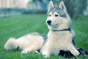 哈士奇怎样喂养