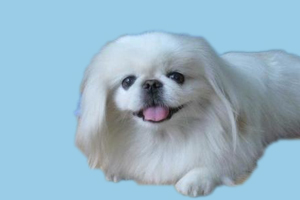 京巴狗的特点是什么