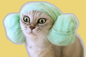 猫咪不愿意洗澡怎么办