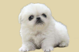 京巴狗不能吃什么水果