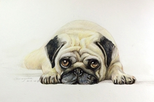 巴哥犬嘴巴臭怎么办