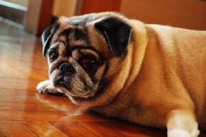 巴哥犬指甲怎么剪