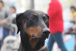 杜宾犬怀孕有什么症状