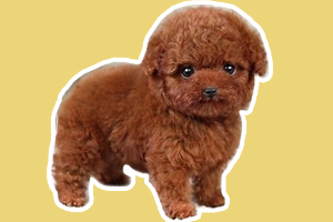 泰迪挑食怎么办