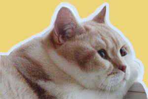 猫咪减肥吃什么