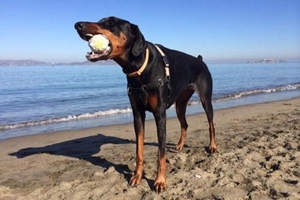 杜宾毛发不亮怎么办