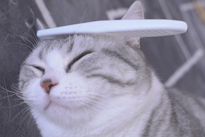 猫咪换毛注意事项