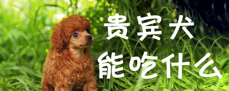 贵宾犬能吃什么0