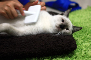 猫咪春天换毛怎么办