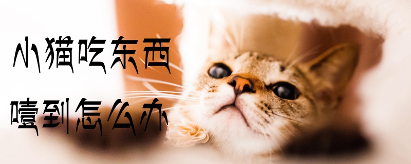 小猫吃东西噎到怎么办