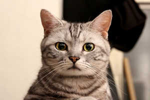 小猫吃东西噎到怎么办