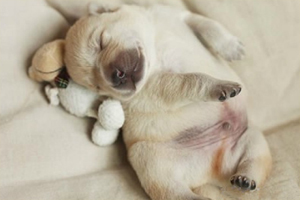 照顾狗狗需要注意什么